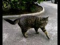 neko descent les 3 etages et sort promener