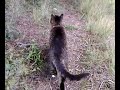 neko descent les 3 etages et sort promener