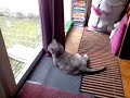 opgewonden kat opgewonden kat