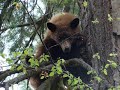 Bear Hunting Idaho 2009 version2