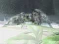 Brachypelma Smithi Brachypelma Smithi
