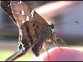 Alimentação de lepidoptera
