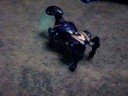Robopet Robopet