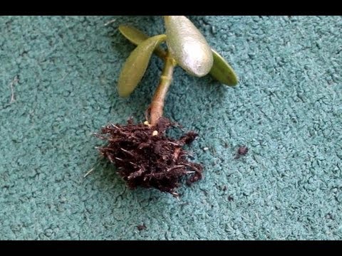 how to replant jade