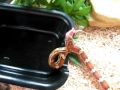 videos de chomper mangling pinky mouse