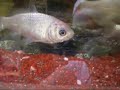 Ich habe meinen Fischen beigebracht zu singen XD
