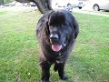 Ernie the Newfie is one handsome dog Ernie the Newfie is one handsome dog