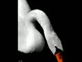 videos de SCHWANENSEE - SWAN LAKE - LAC DES CYGNES
