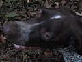 Deer hunting at shizuoka2