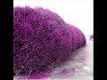 R�al B�land - Ca pique une haie d\
