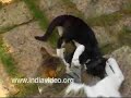 Fighting Cats