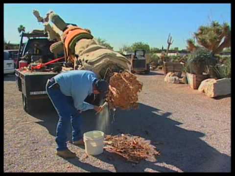 how to transplant saguaro cactus