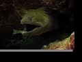 Tiger and Bull Shark Adventure Tiger and Bull Shark Adventure