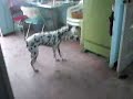 Perros divertidos
