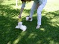 Bebezinhos de Shihtzu e Maltês brincando na grama, filhotes do Canil Dirraus.