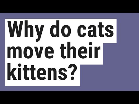 Why do cats move their kittens?
