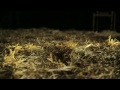 Click here to watch this video Ian McGlynn 