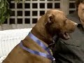 b r  moroni and basil on pet talk