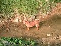 My Doggie Wants To Fish For Dinner My Doggie Wants To Fish For Dinner