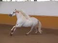 Pure Carthusian PRE show horse for sale - HORSESPRE.COM Pure Carthusian PRE show horse for sale - HORSESPRE.COM