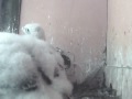 Boisterous peregrine chicks needing space