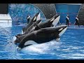 Katina the queen of SeaWorld fl. Katina the queen of SeaWorld fl.