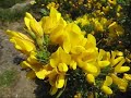 Isle of Gigha, Scotland