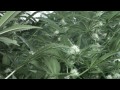 Cultivo