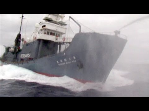 Final moments captured on video by the Ady Gil prior to ramming by Shonan Maru No. 2