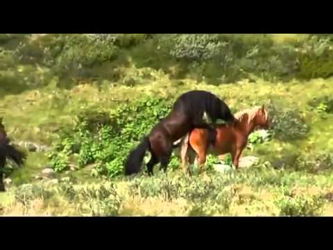 caballos salvajes - He creado este vídeo con el Editor de vídeo de YouTube (http://www.youtube.com/editor).