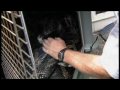 Delila The 20-Foot Python Found In Apopka