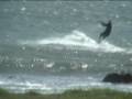 Elephant Seal Vista~Yellow Kite, Green Kite & Sailboard