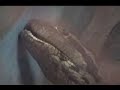 film� esta anaconda en el zoo de santa cruz el 3 de enero de 2006.era hermosa, pero lamentablemente muri� poco tiempo despu�s.