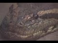 film� esta anaconda en el zoo de santa cruz el 3 de enero de 2006.era hermosa, pero lamentablemente muri� poco tiempo despu�s.