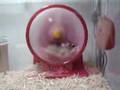 動物おもしろムービー＊アクロバットハムスター