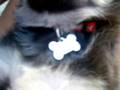 videos de Cagnolino che dorme.3gp