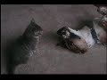 cat dog ownage