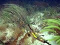 weedy sea dragon filmed in the south-east of south australia