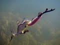 weedy sea dragon filmed in the south-east of south australia