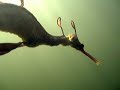 weedy sea dragon filmed in the south-east of south australia