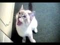 Talking Kitty Cat (Wake Up Kitty 10) 2 of 2