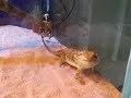 KILLER DRAGON KILLER DRAGON