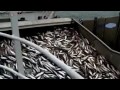 Piratas en Somalia.mp4
