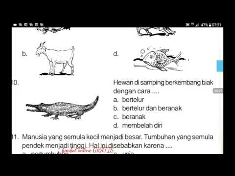 Soal ipa kelas 3 sd dan pembahasannya