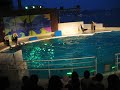 Dolphin show 2
