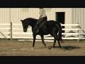 Trakehner-of-THE-YEAR,KOSTOLANY is her uncle;for sale,purebred 16.3