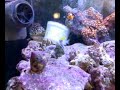 Snail Squirting Snail Squirting