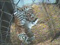 Baby tigers