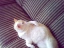 TOBY E O BUXI TOBY E O BUXI