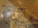 Long Island Dog Grooming & Dog Day Care, Zsa Zsa\